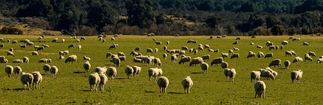 New Zealand Study Experience