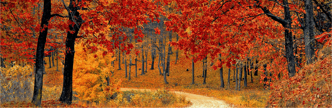Autumn view.