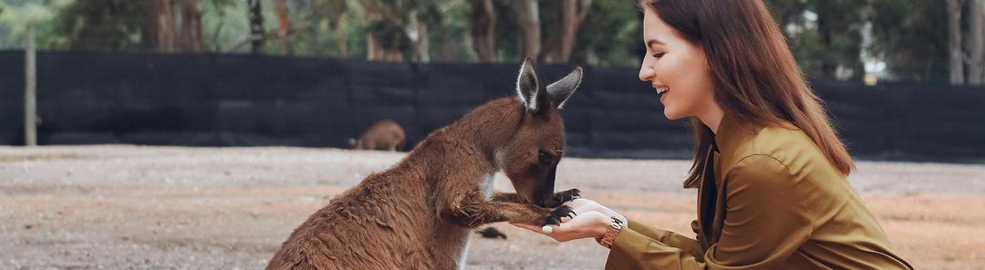 A female IDP student give food to a Kangaroo